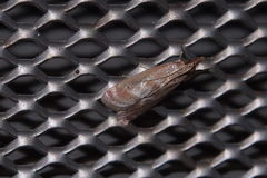 Syntonarcha iriastis