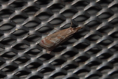 Syntonarcha iriastis