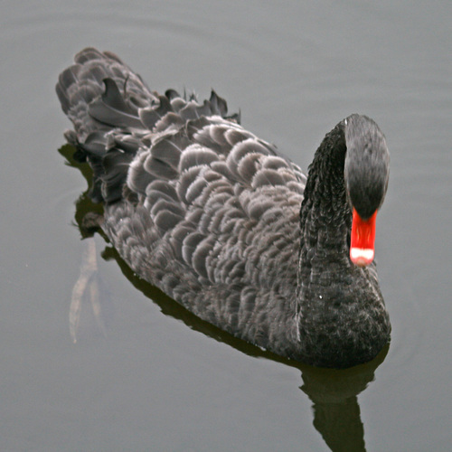 Cisne negro (Cygnus atratus)