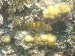 Yatabe Blenny photo 4