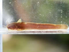 Reddish Bullhead photo 4