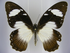 Papilio dardanus dardanus