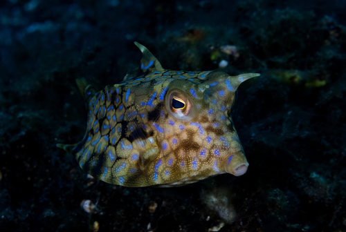Thornback cowfish (Lactoria fornasini) — Ostraciidae — 3
