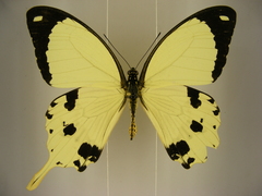 Papilio dardanus dardanus
