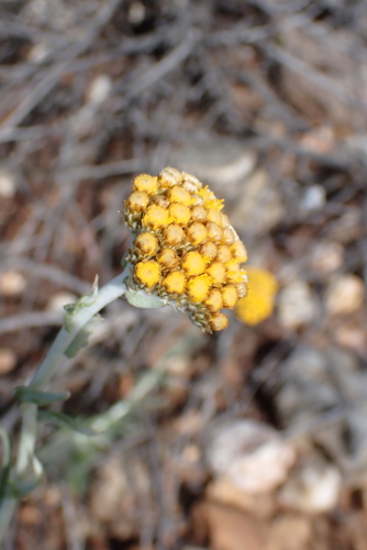 Fimbril Everlasting (Helichrysum anomalum)
