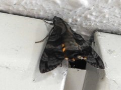 Macroglossum pyrrhosticta