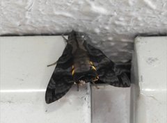 Macroglossum pyrrhosticta