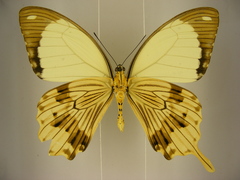 Papilio dardanus dardanus