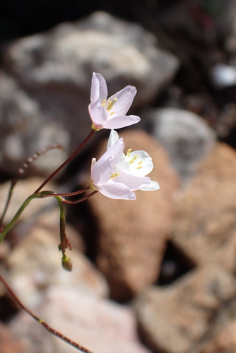 Image of Heliophila variabilis by (c) Karen Eichholz, some rights reserved (CC BY)