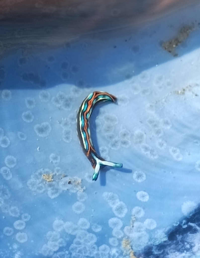 Photo of Hope's thuridilla (Thuridilla hopei)