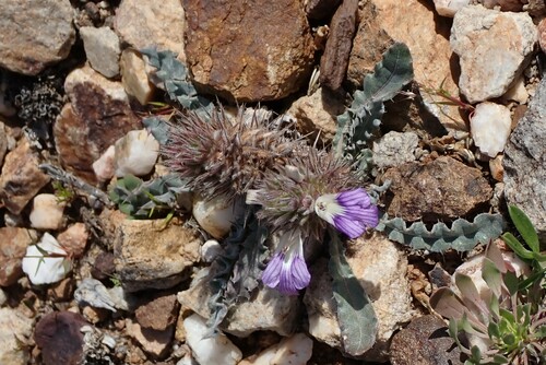 Image of Acanthopsis dispermoides by (c) Karen Eichholz, some rights reserved (CC BY)