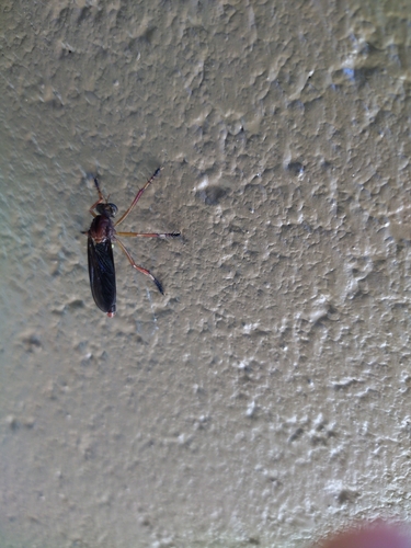 Black Hanging Thief photo 5