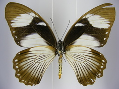Papilio dardanus dardanus