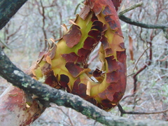 Arbutus bicolor