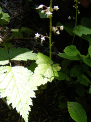 Tiarella trifoliata trifoliata