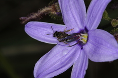 Agrostocrinum hirsutum