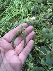 Claytonia parviflora viridis