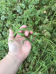 Claytonia parviflora viridis