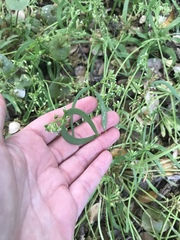 Claytonia parviflora viridis
