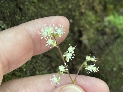 Image of Missouri Alumroot (Heuchera missouriensis) by (c) StarStats, some rights reserved (CC BY)