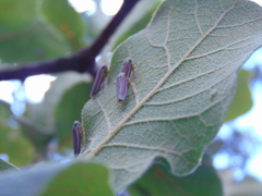 Apogonalia fraterna