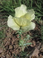 Argemone aenea