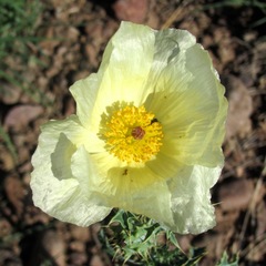 Argemone aenea