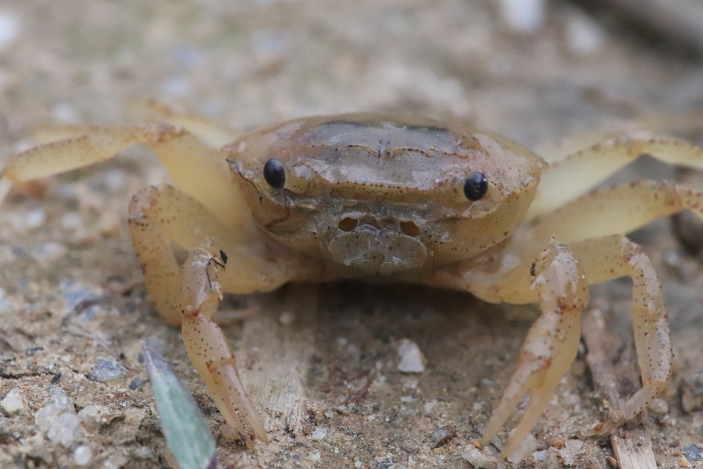 Somanniathelphusa zhapoensis