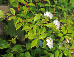 Deutzia parviflora