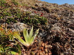 Tofieldia coccinea