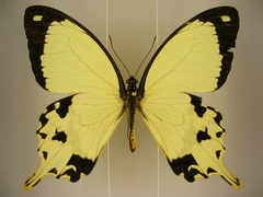Papilio dardanus dardanus