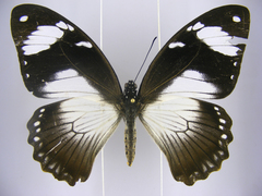 Papilio dardanus dardanus