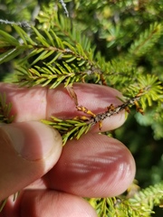 Arceuthobium pusillum