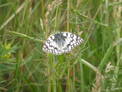Melanargia russiae