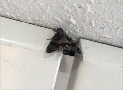 Macroglossum pyrrhosticta