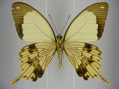 Papilio dardanus dardanus