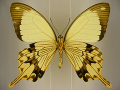 Papilio dardanus dardanus