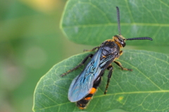 Scolia binotata