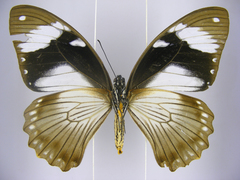 Papilio dardanus dardanus