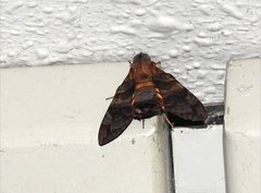 Macroglossum pyrrhosticta