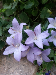 Campanula isophylla