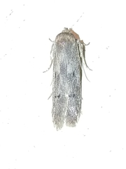 Holcocera chalcofrontella
