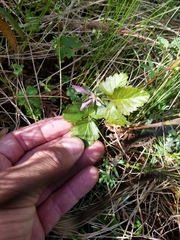 Rubus arcticus acaulis