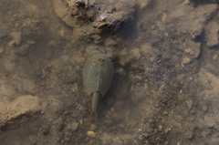 Triops cancriformis