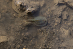Triops cancriformis