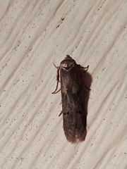 Holcocera chalcofrontella