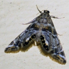 Petrophila confusalis
