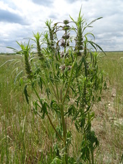 Leonurus glaucescens