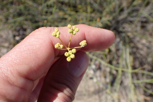 Broom Guezah (Deverra aphylla)