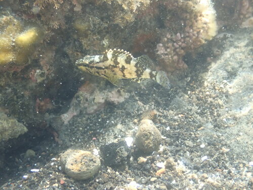 Oblong rockfish (Sebastes oblongus) — Sebastidae — 4